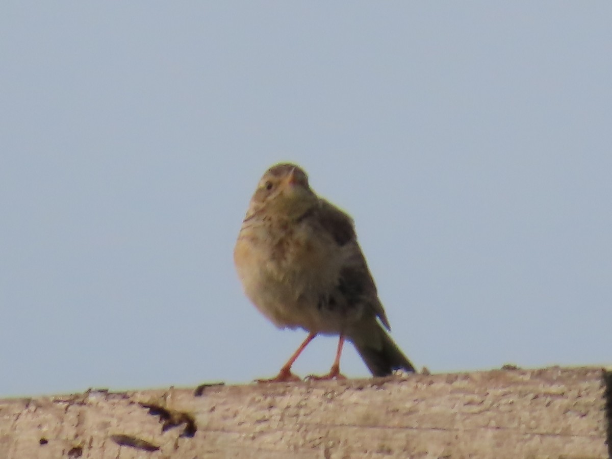Blyth's Pipit - ML641195074