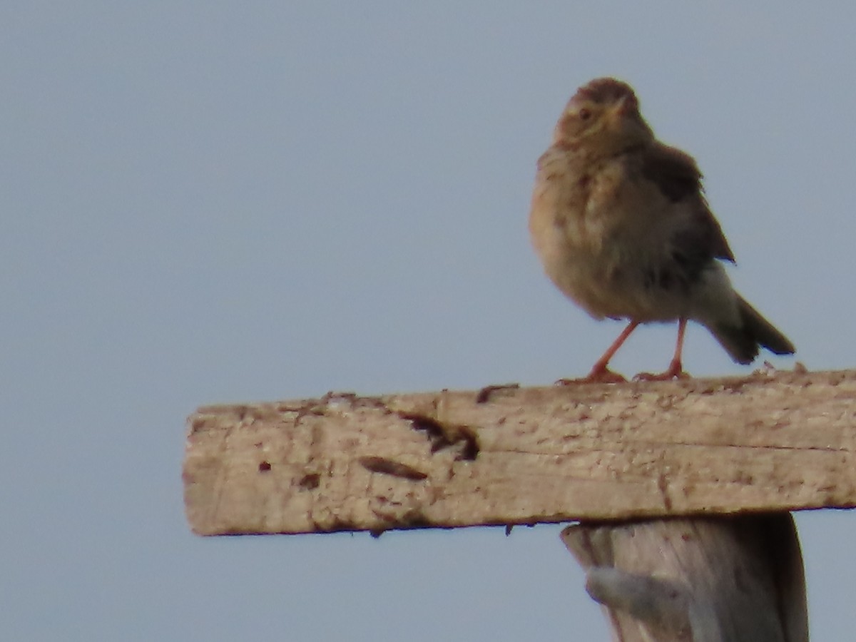 Blyth's Pipit - ML641195075