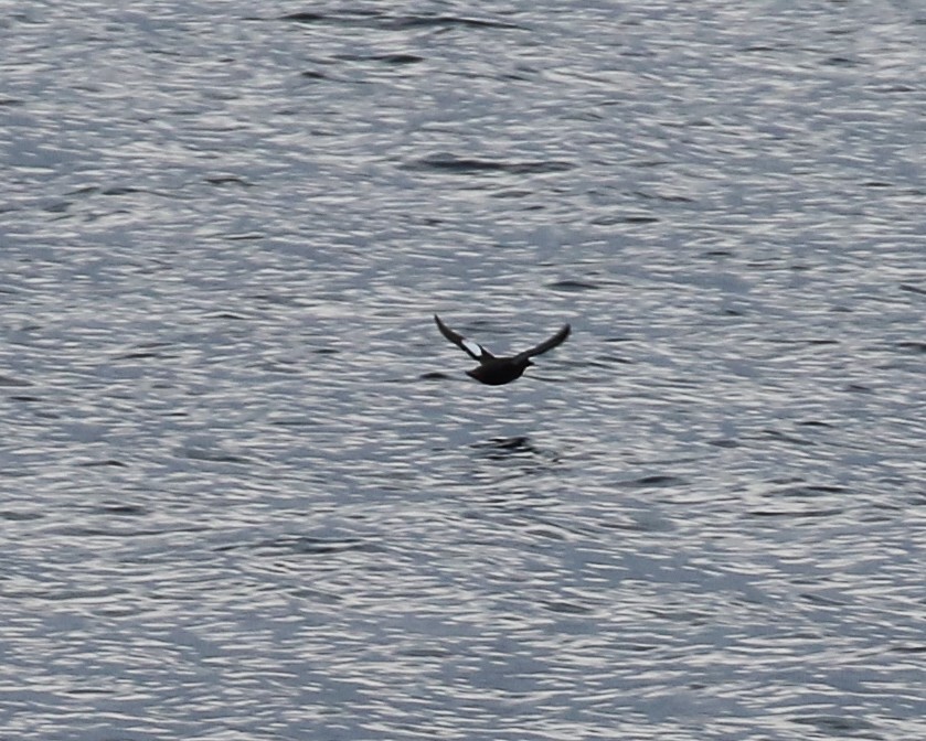 Black Guillemot - ML641195083