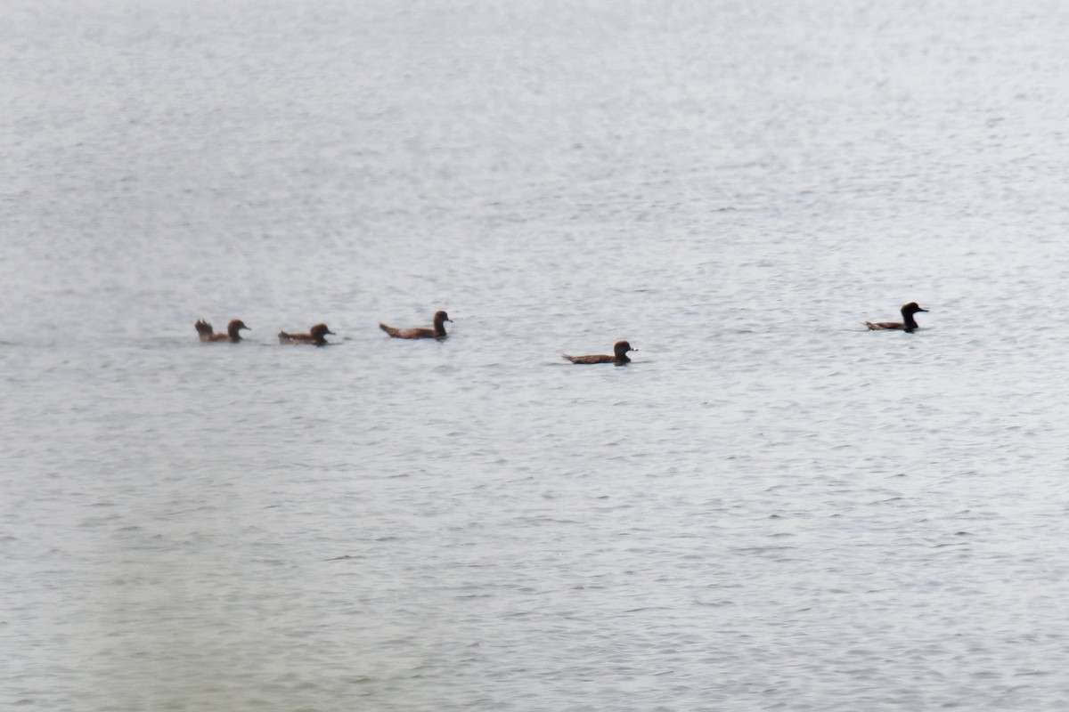 Hooded Merganser - ML641195117