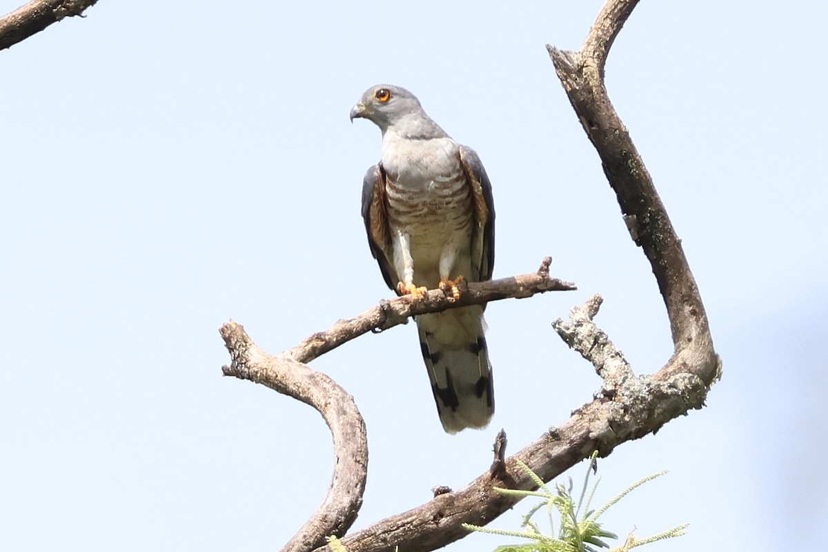 African Cuckoo-Hawk - ML641195122