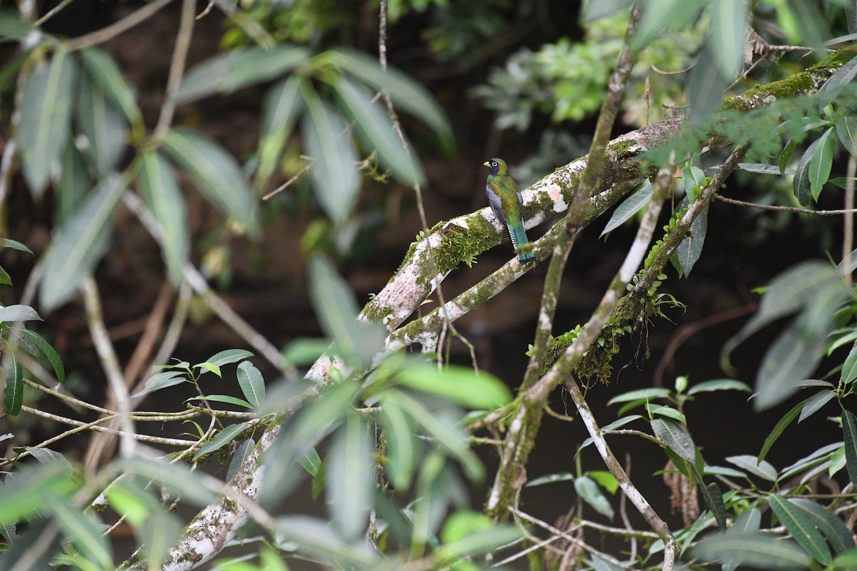 trogon modroocasý - ML641195173