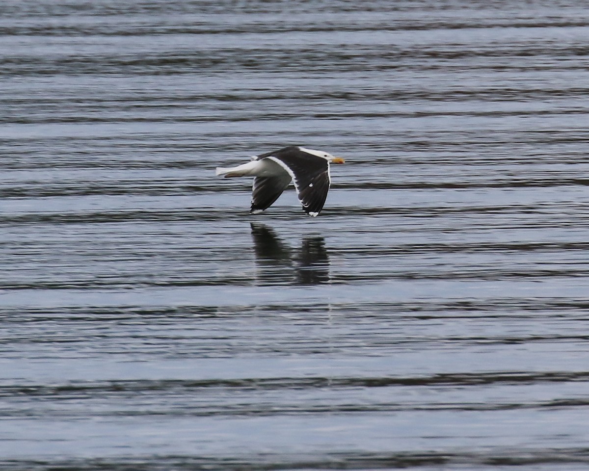 Great Black-backed Gull - ML641195180