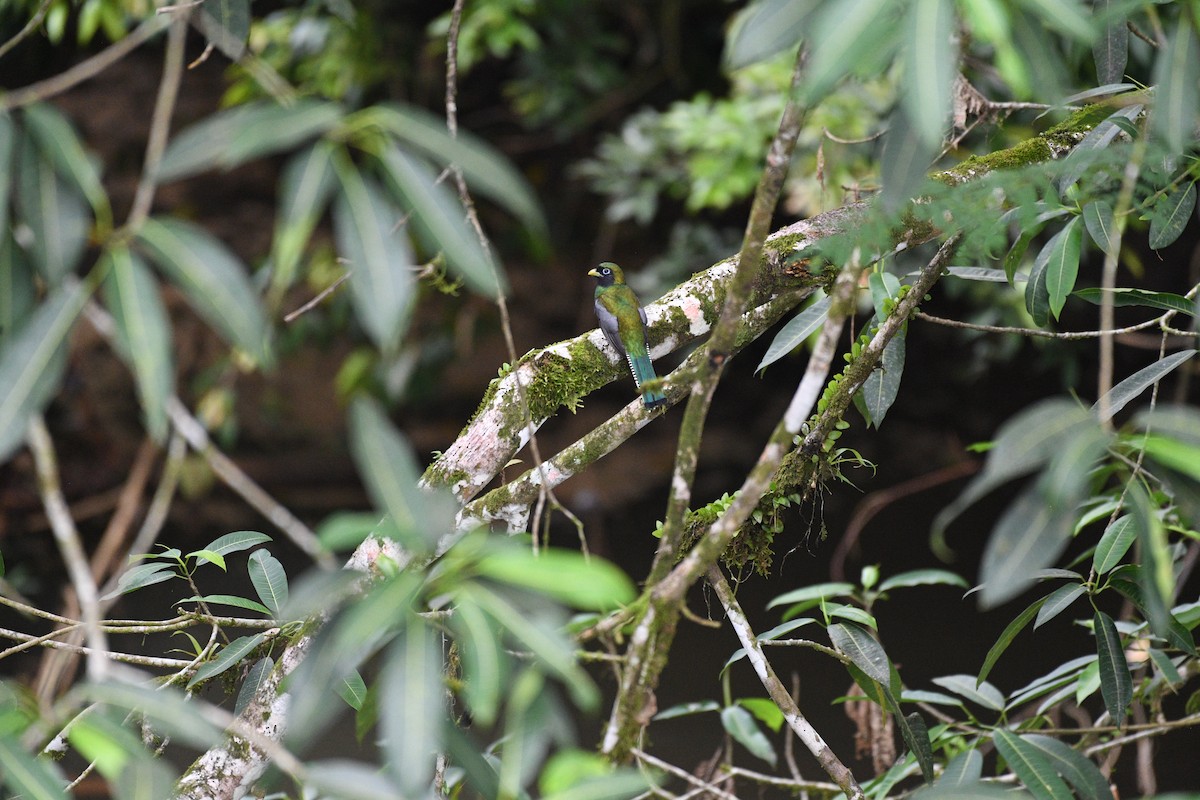 trogon modroocasý - ML641195185