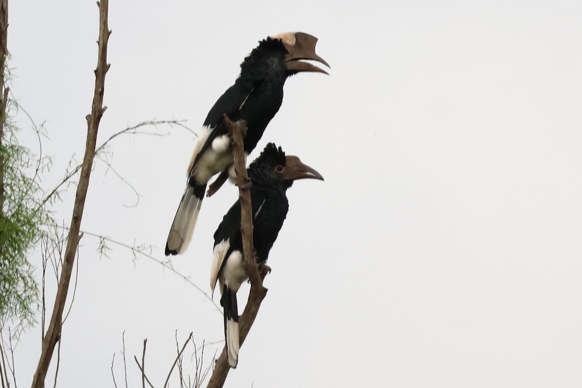 Grauwangen-Hornvogel - ML641195186
