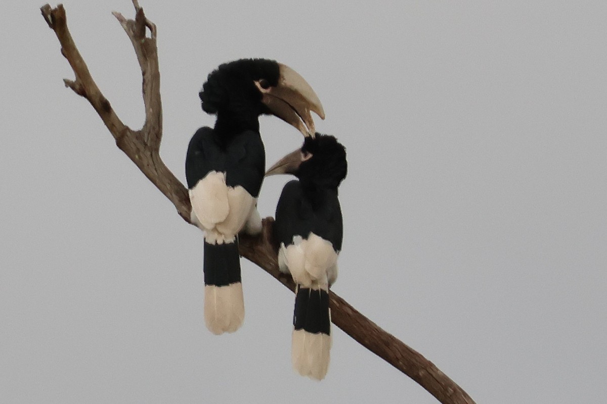 White-thighed Hornbill - ML641195204