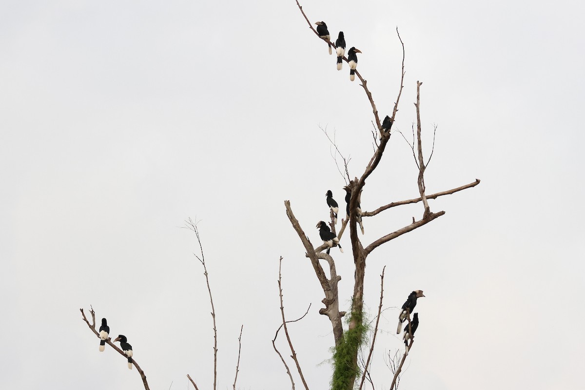 White-thighed Hornbill - ML641195206