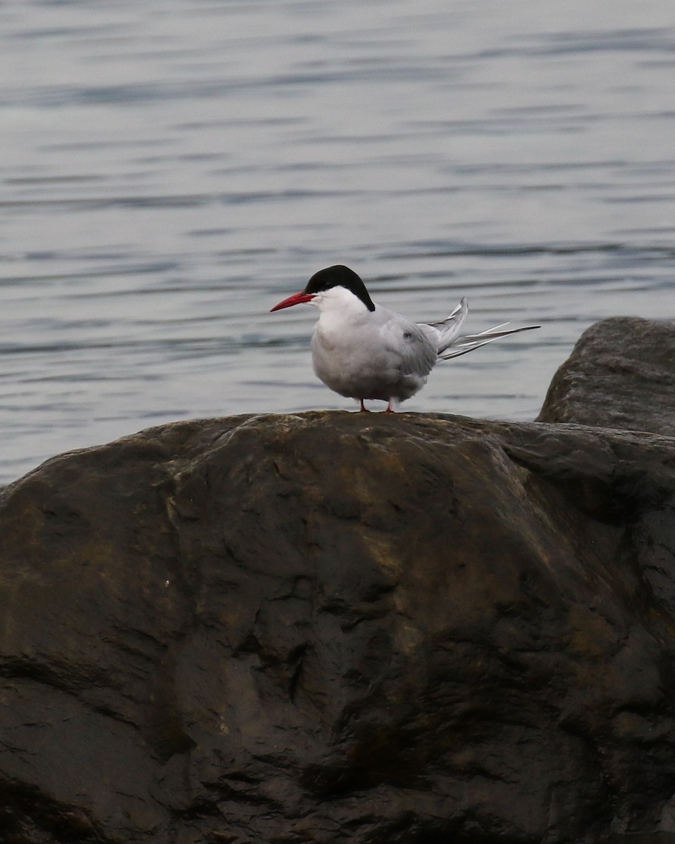 Arctic Tern - ML641195207