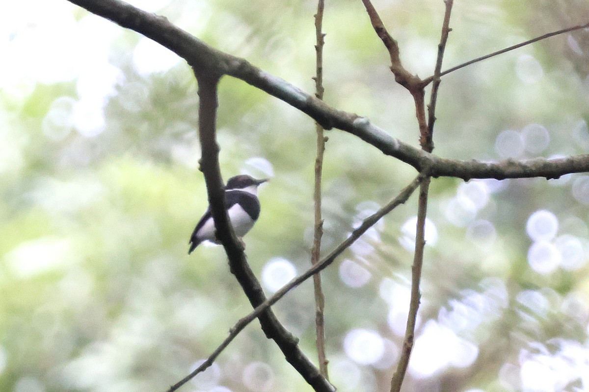 Chestnut Wattle-eye - ML641195255