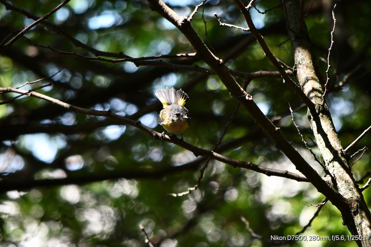 American Redstart - ML641195268