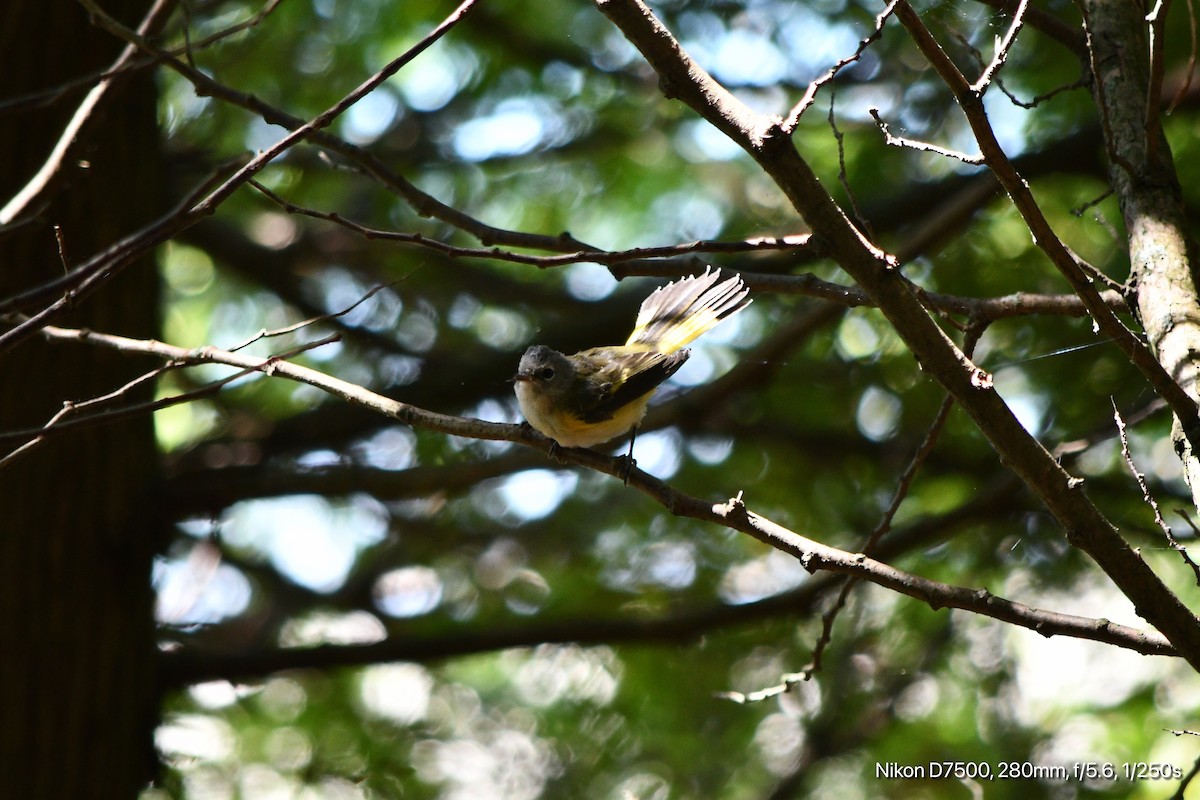 American Redstart - ML641195269