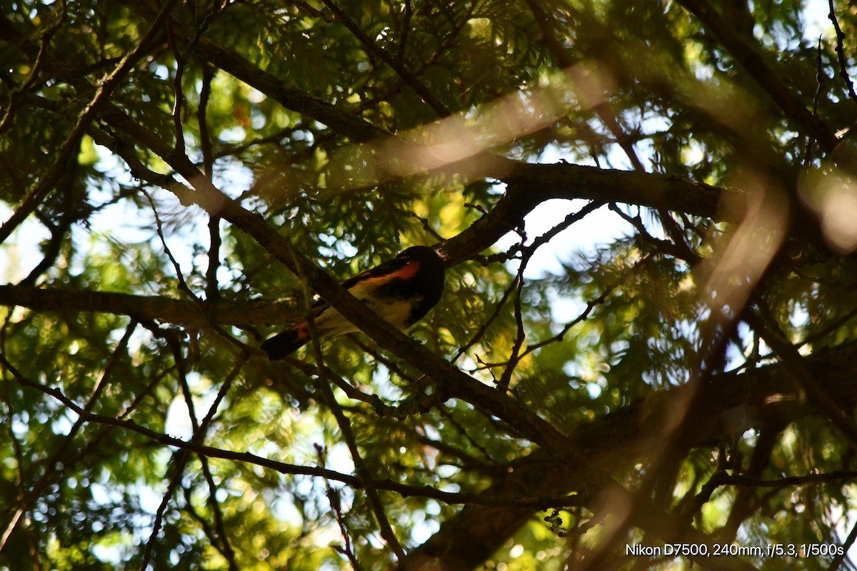 American Redstart - ML641195270