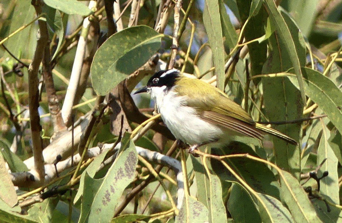 White-throated Honeyeater - ML641195299