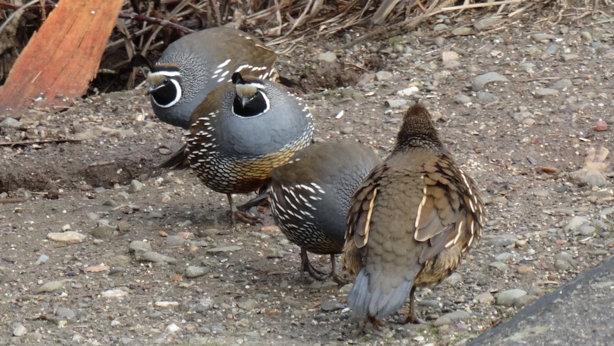 Перепелиця каліфорнійська - ML641195338