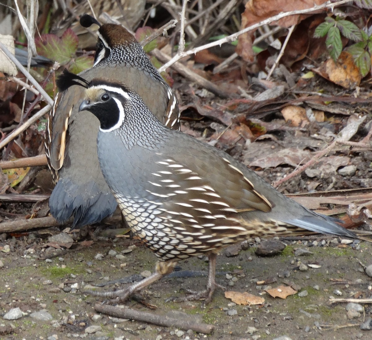 Перепелиця каліфорнійська - ML641195339