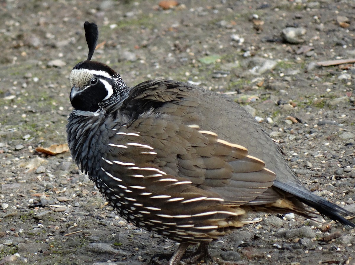 Перепелиця каліфорнійська - ML641195340