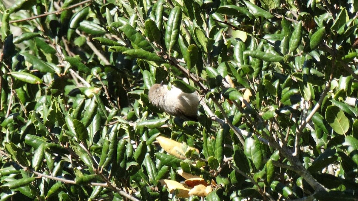 Ополовник американський - ML641195355