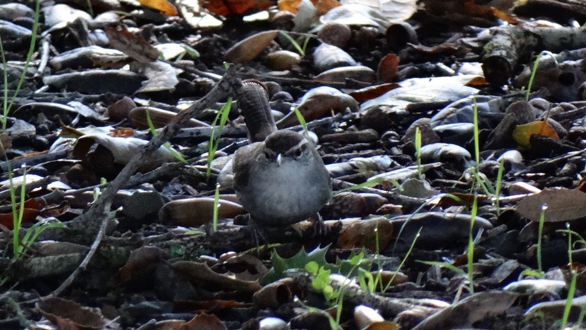 Підбуреник - ML641195374