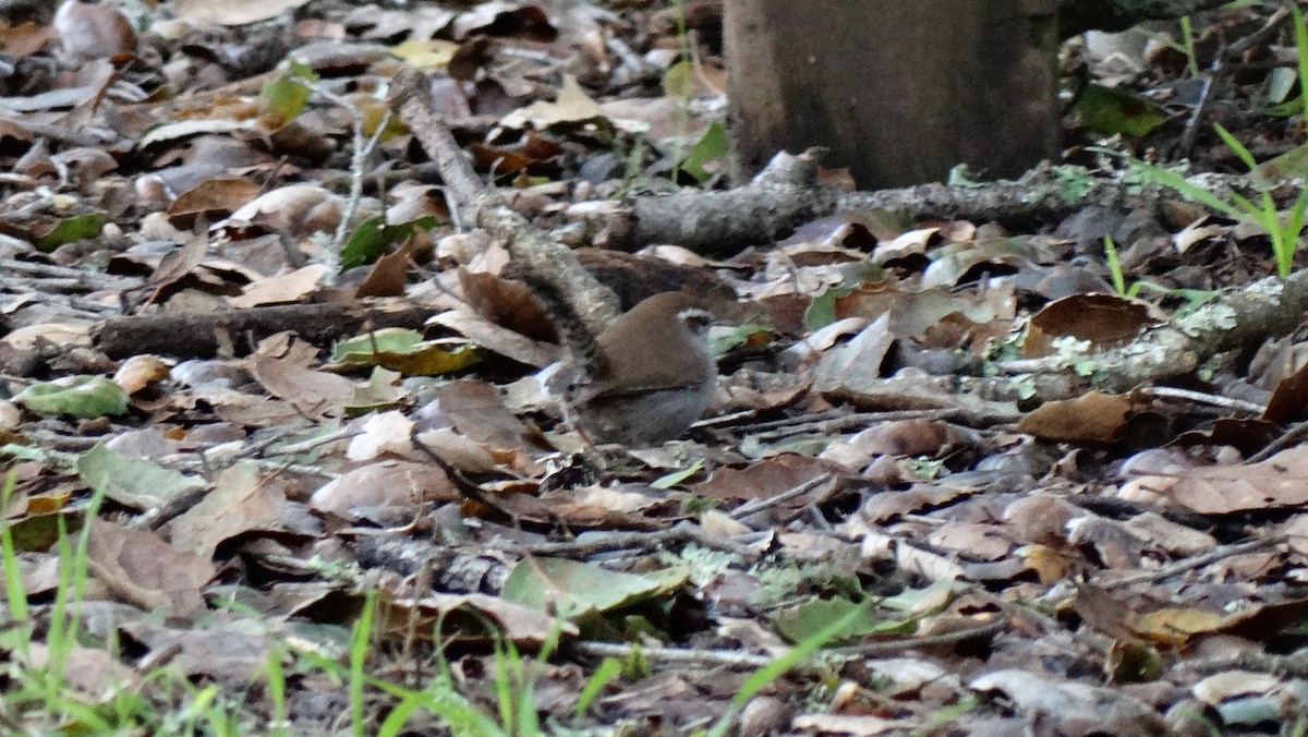 Підбуреник - ML641195375