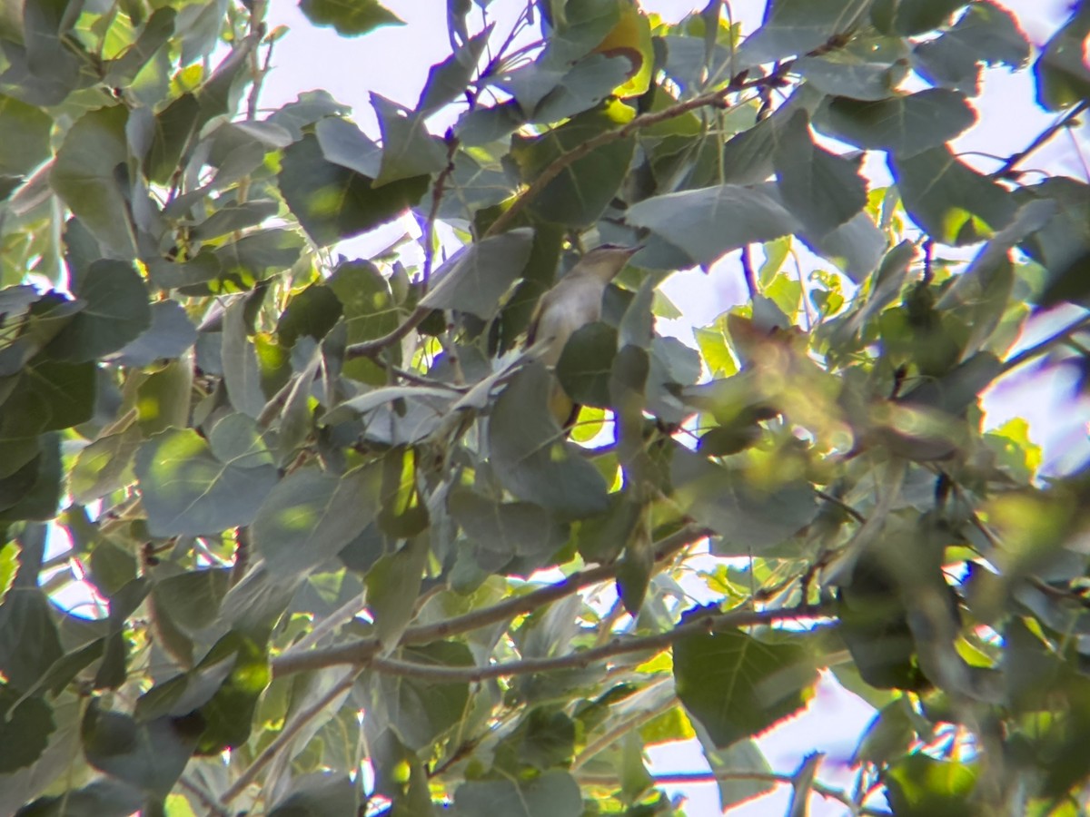 Red-eyed Vireo - ML641195379