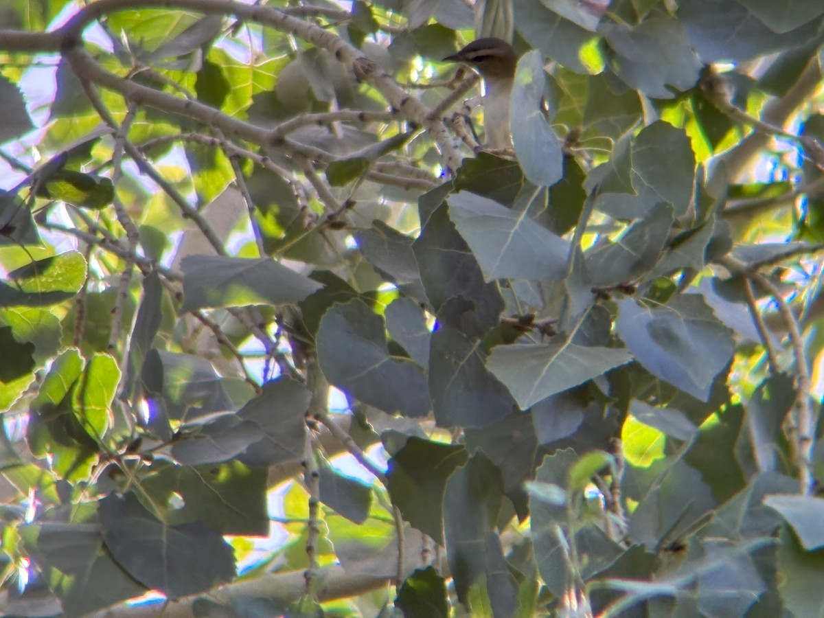 Red-eyed Vireo - ML641195380