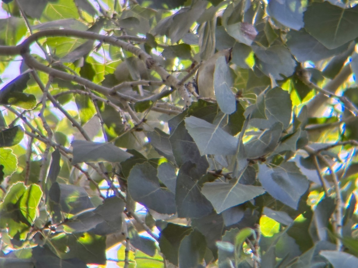 Red-eyed Vireo - ML641195381