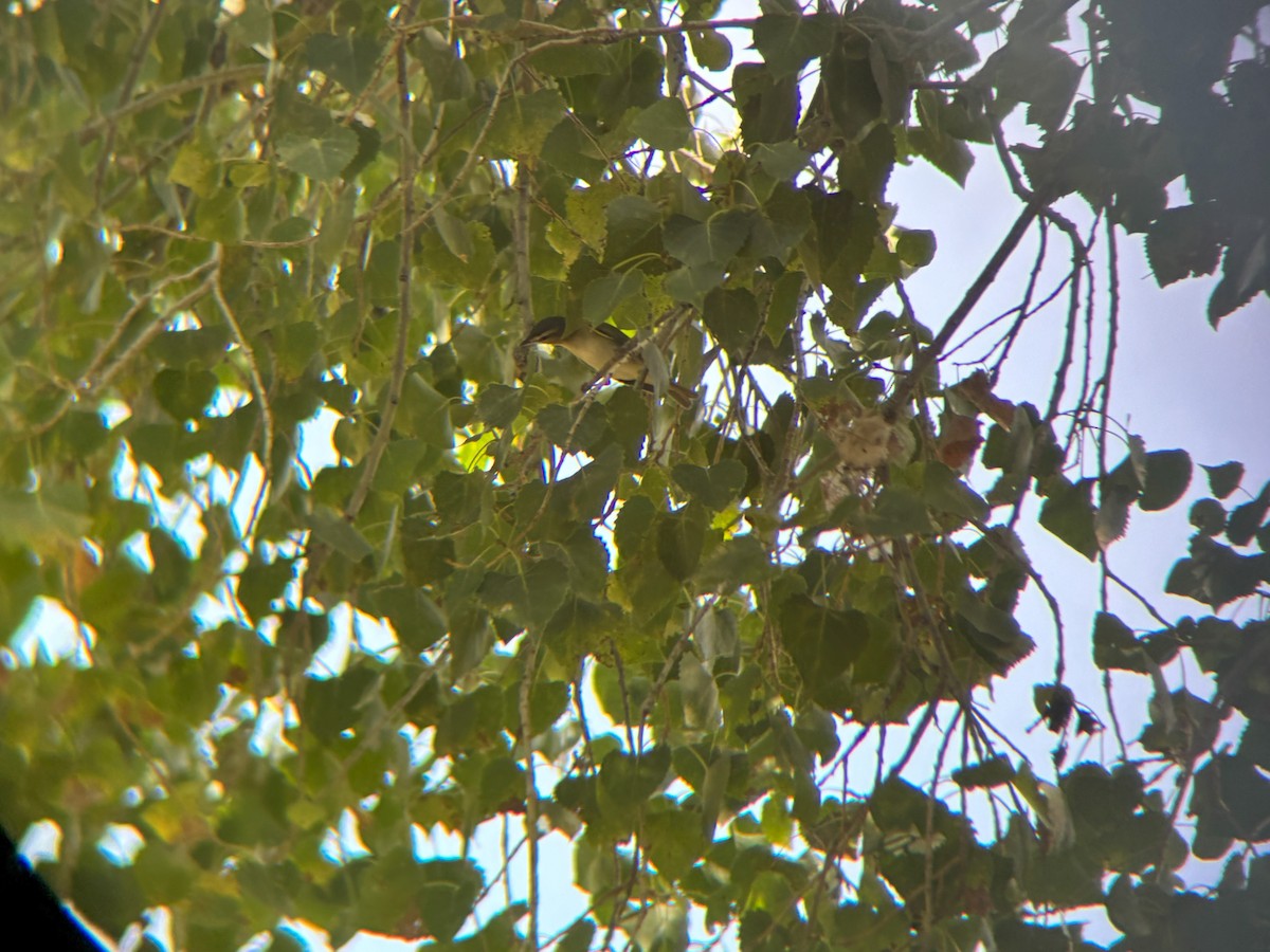 Red-eyed Vireo - ML641195382