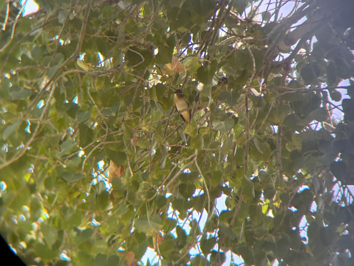 Red-eyed Vireo - ML641195384