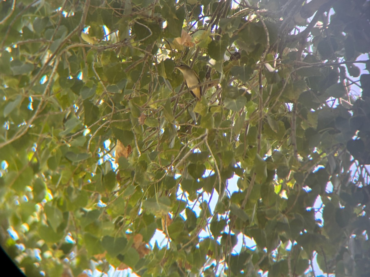 Red-eyed Vireo - ML641195385