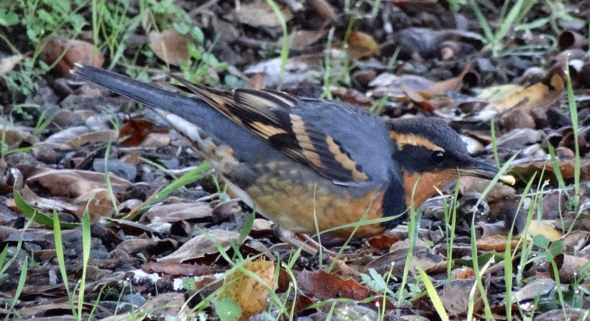 Varied Thrush - ML641195423