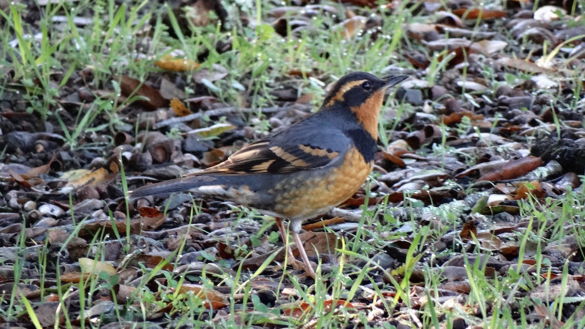 Varied Thrush - ML641195424
