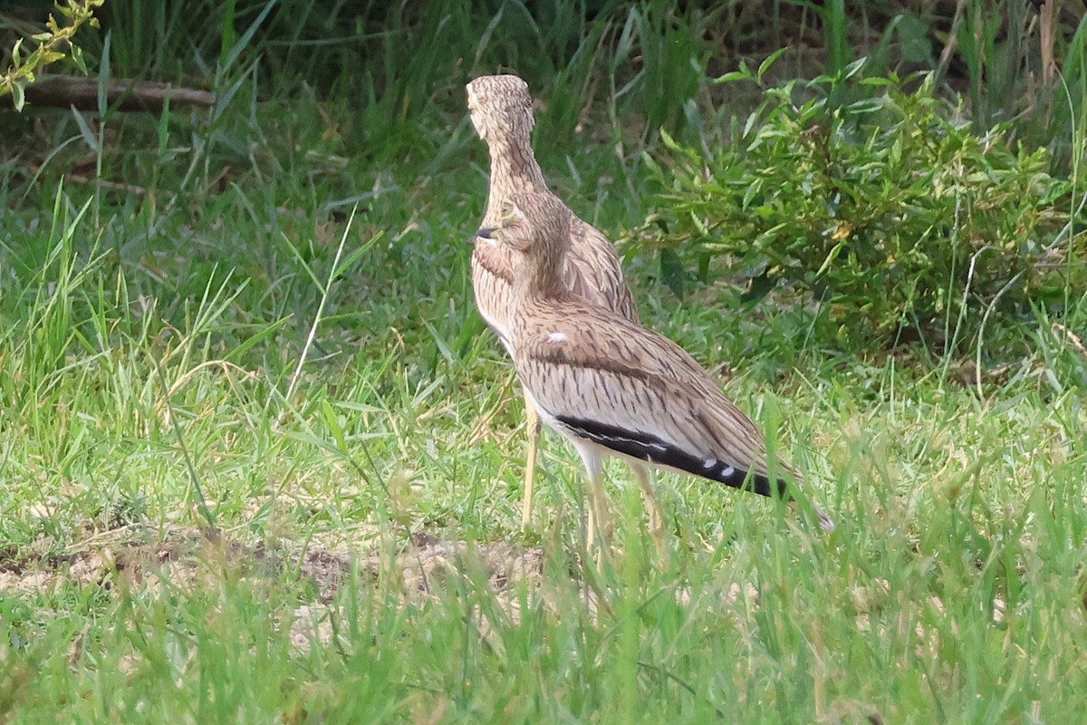 Senegal Thick-knee - ML641195465