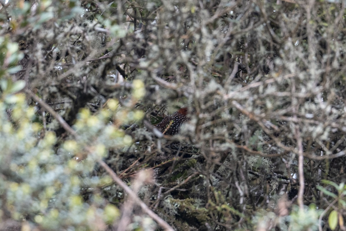 Ocellated Tapaculo - ML641195477