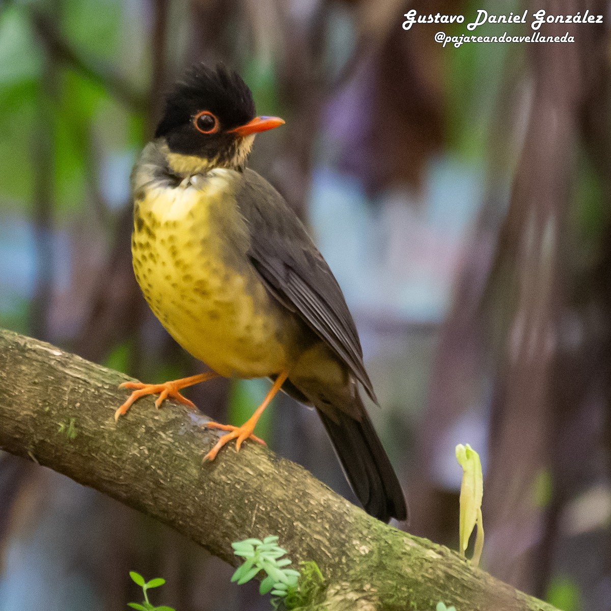 Speckled Nightingale-Thrush - ML641195497