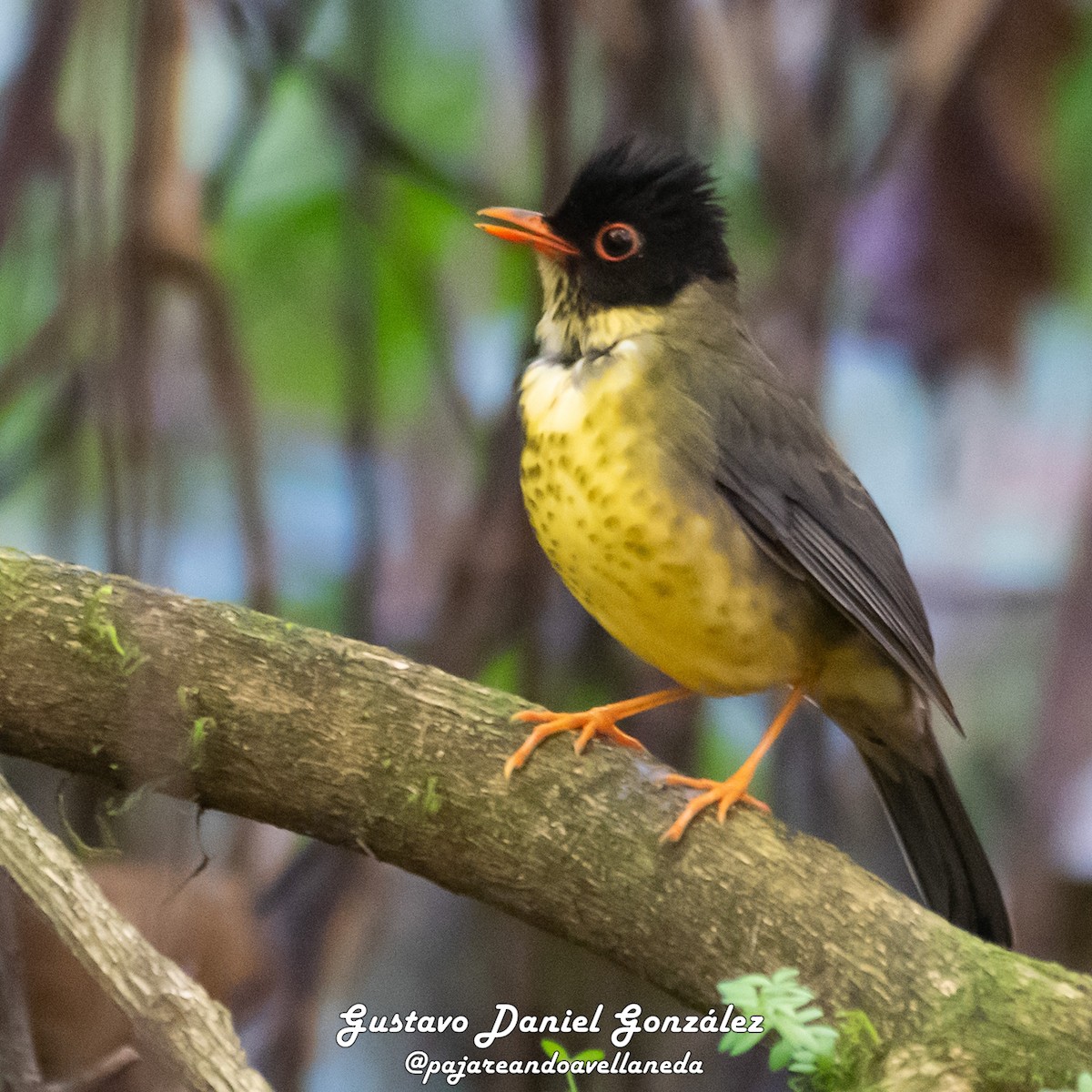 Speckled Nightingale-Thrush - ML641195499