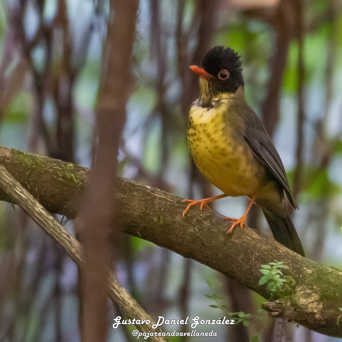 Speckled Nightingale-Thrush - ML641195500