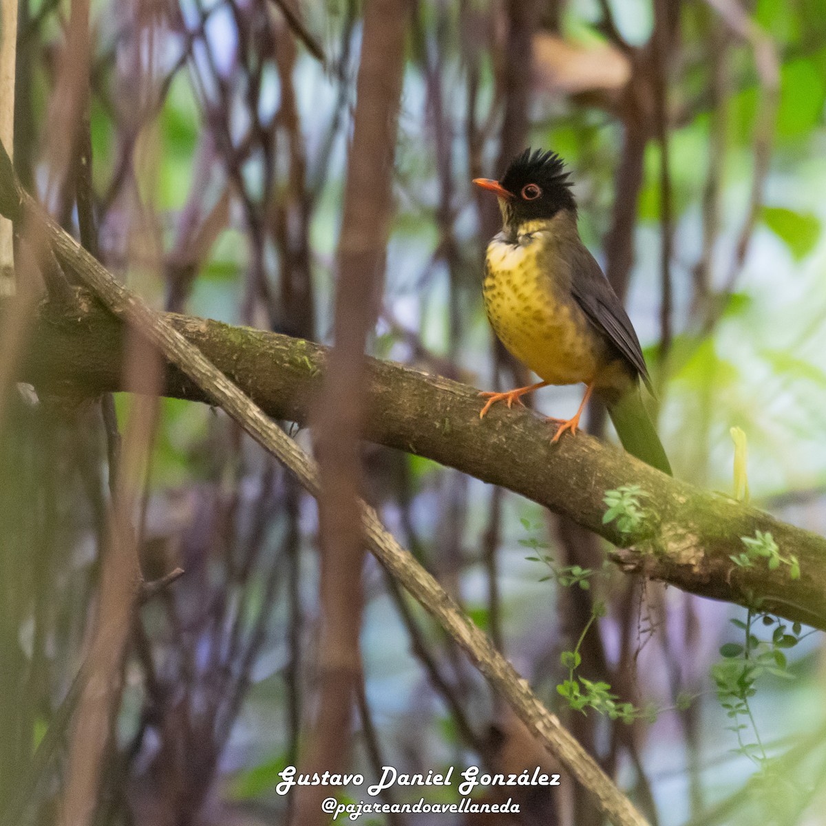 Speckled Nightingale-Thrush - ML641195501