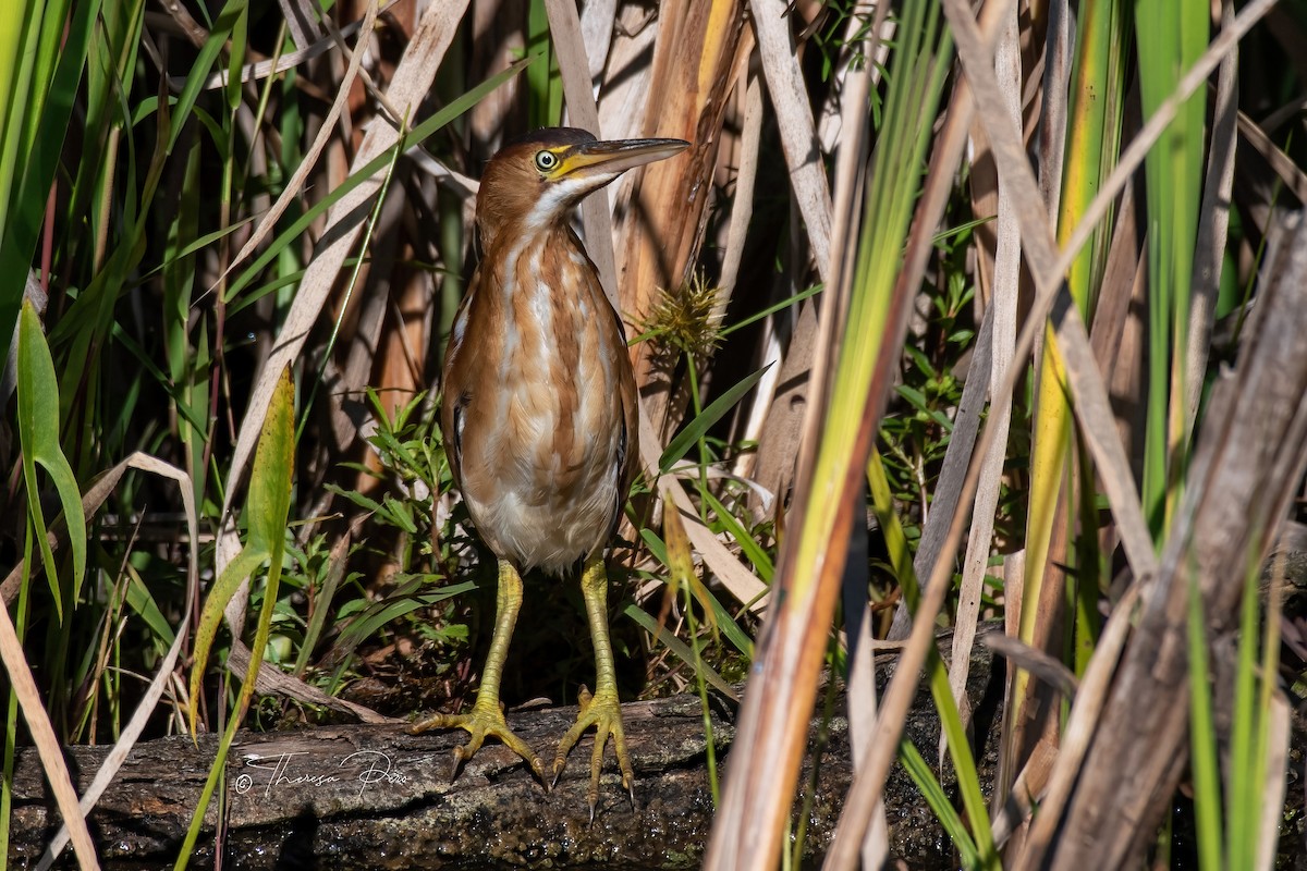 Least Bittern - ML641195525