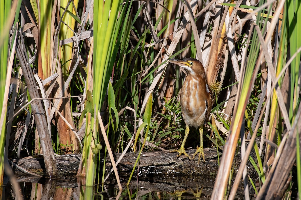 Least Bittern - ML641195526