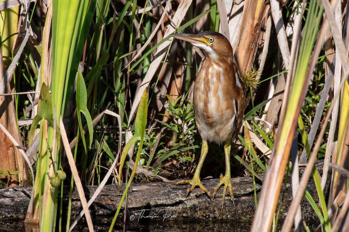 Least Bittern - ML641195527