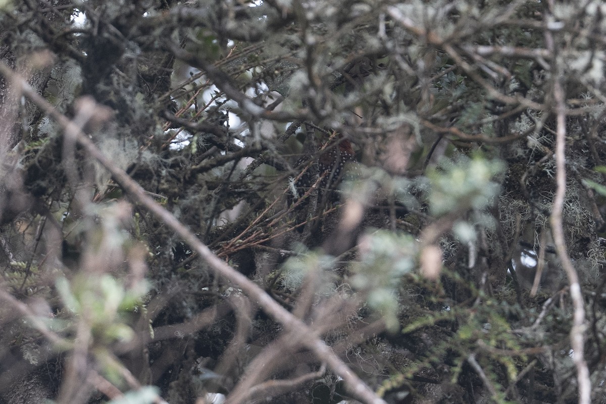 Ocellated Tapaculo - ML641195542