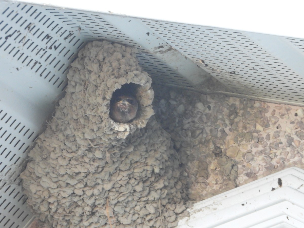 Cliff Swallow - ML641195582