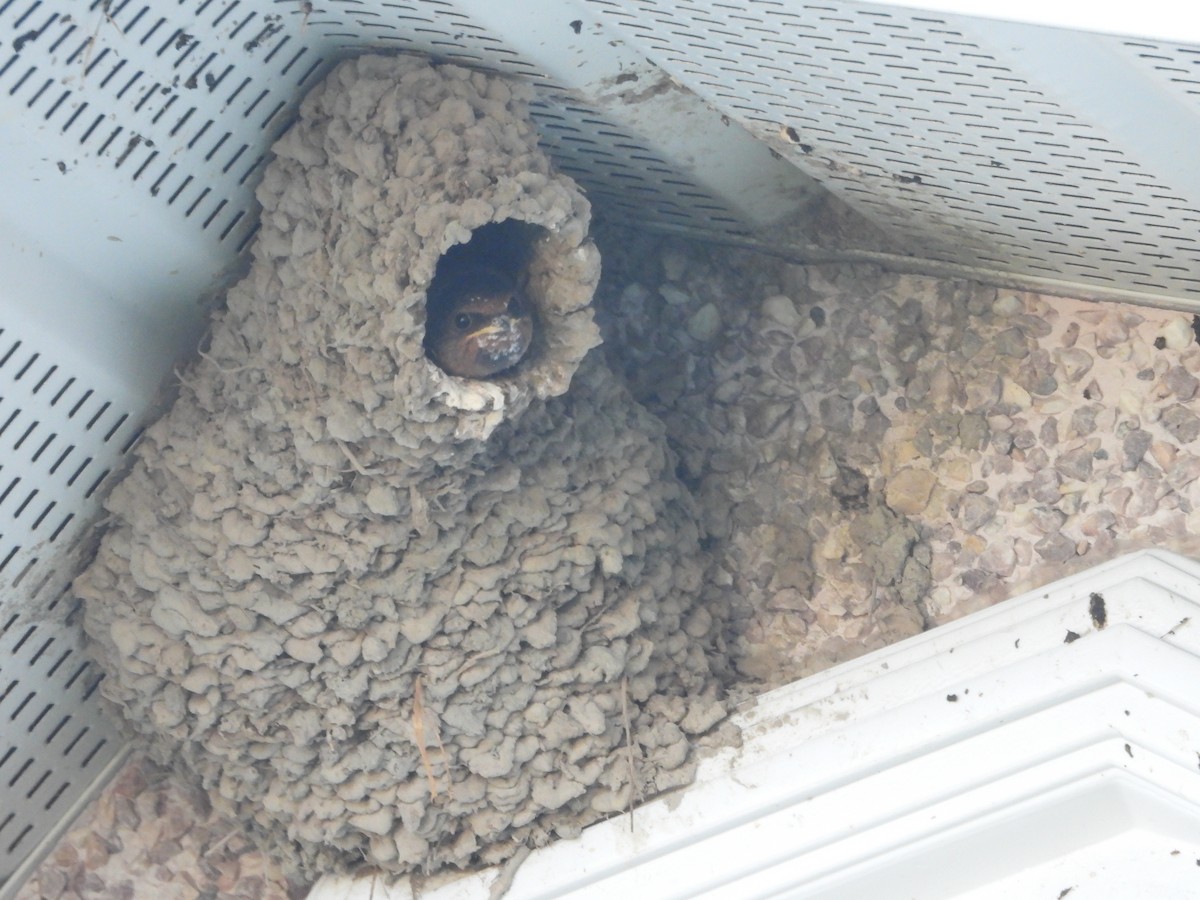 Cliff Swallow - ML641195584