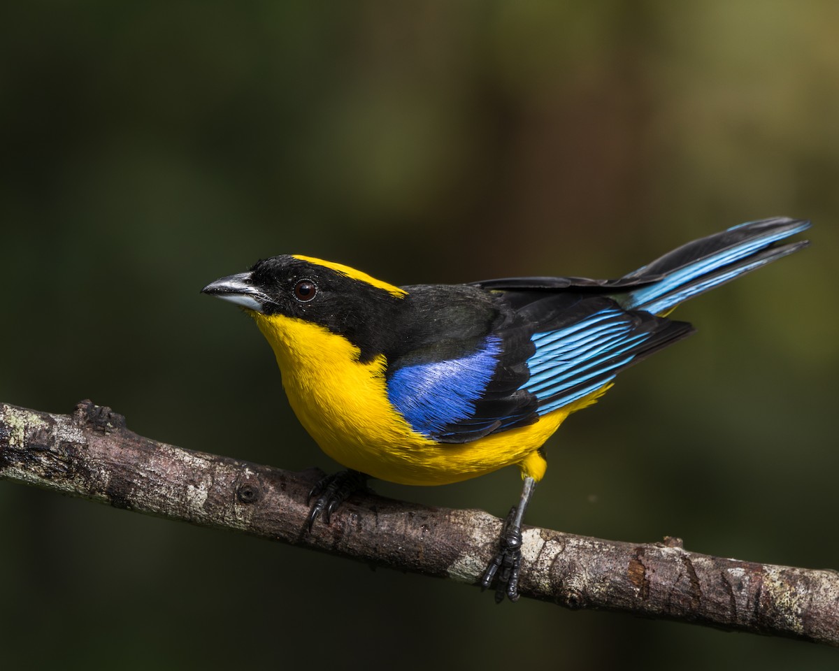 Blue-winged Mountain Tanager - ML641195599