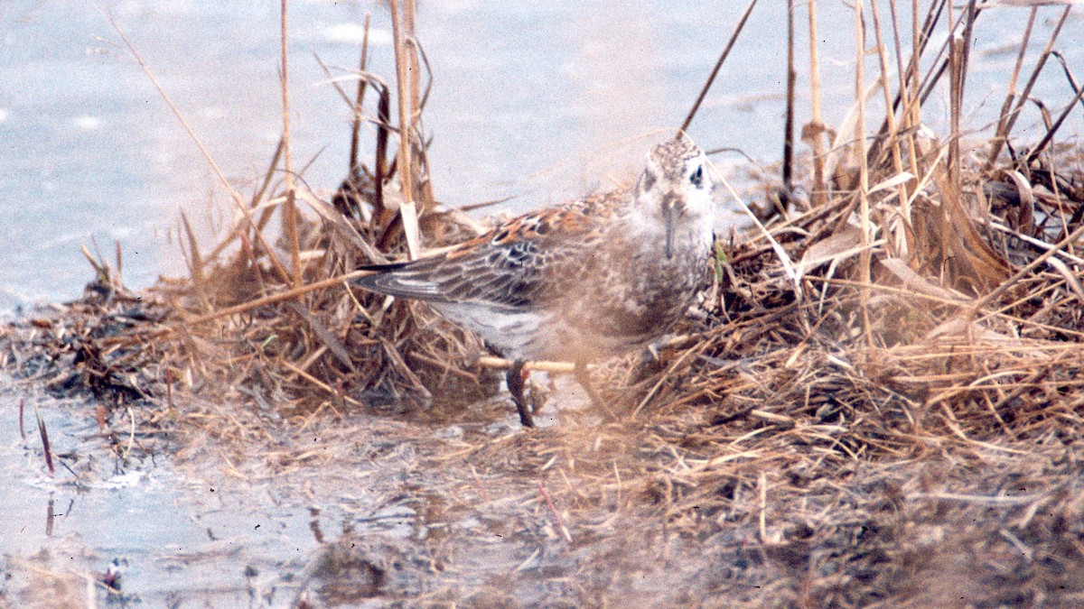 Rock Sandpiper - ML641195612