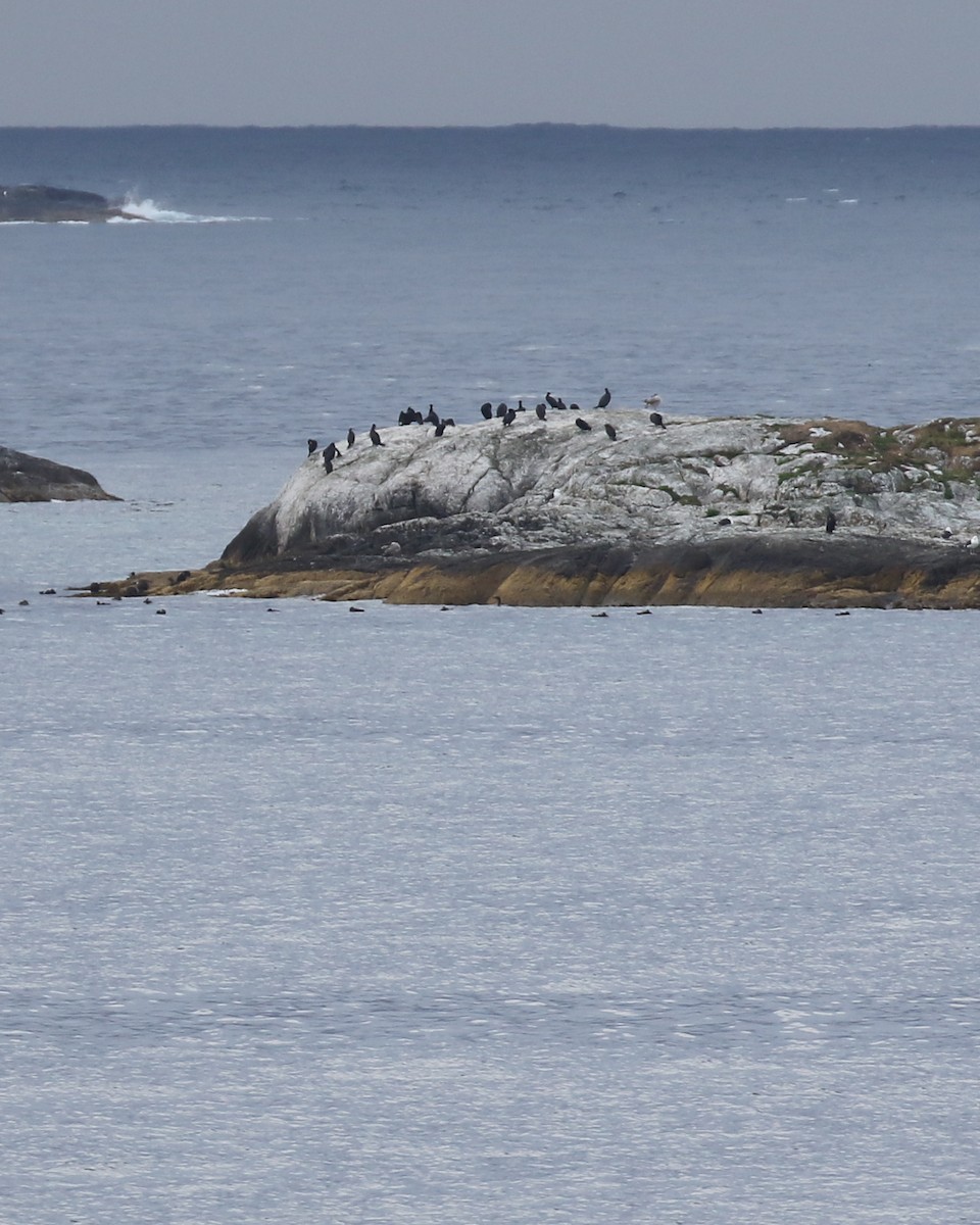 Great Cormorant/European Shag - ML641195662