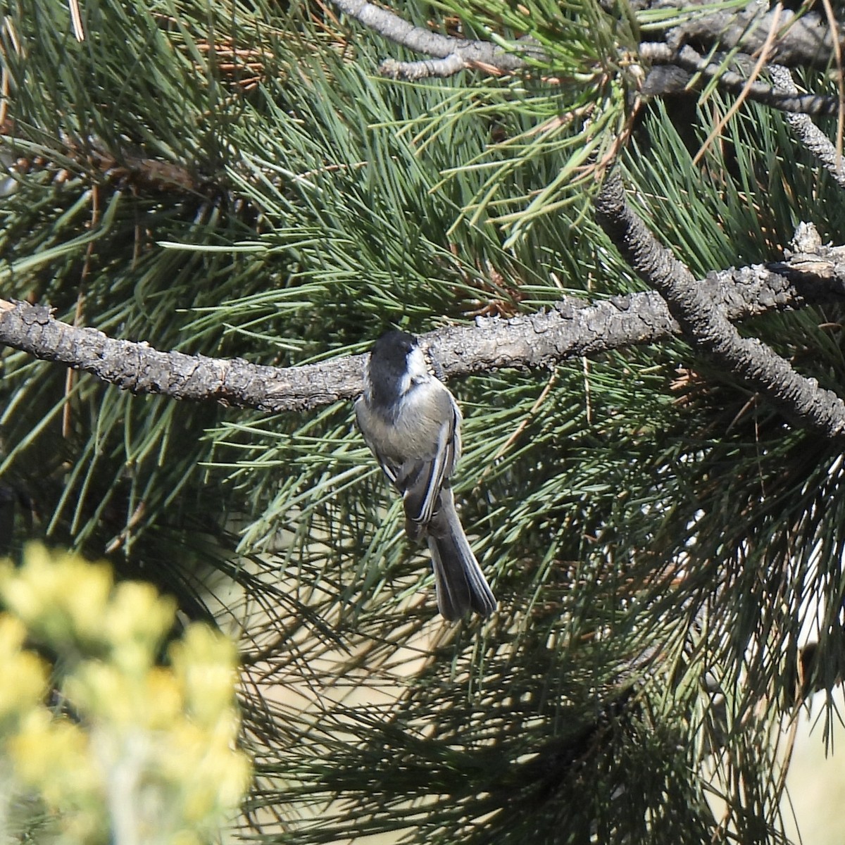 Black-capped Chickadee - ML641195709