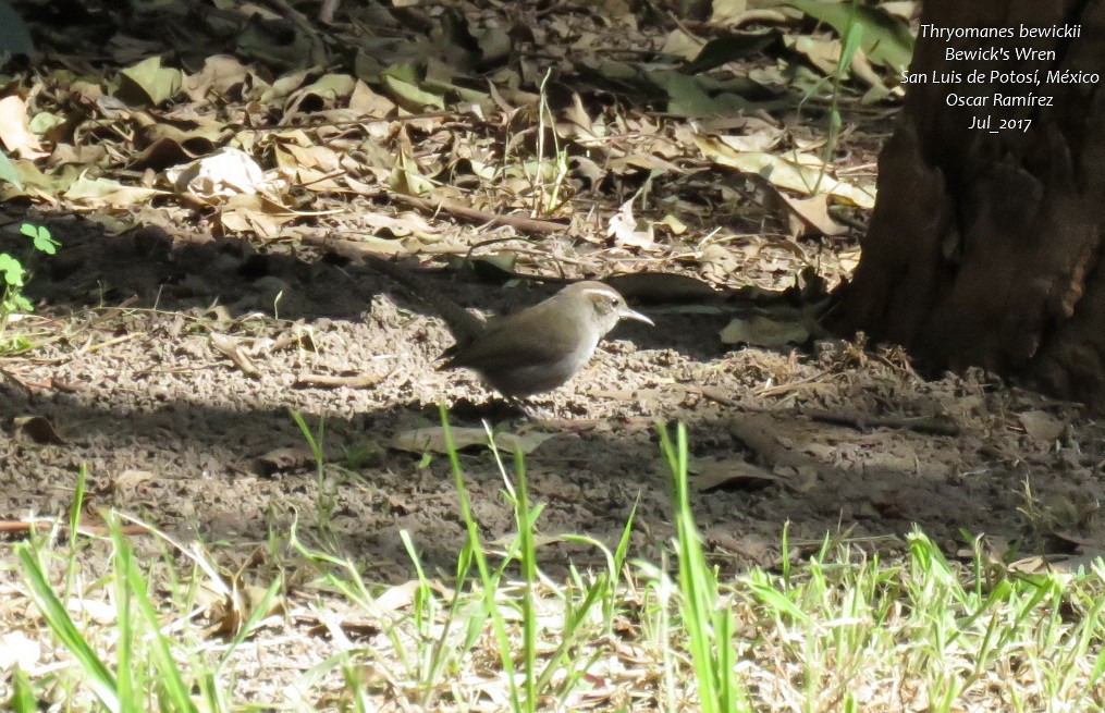 Bewick's Wren - Oscar Ramirez Alan