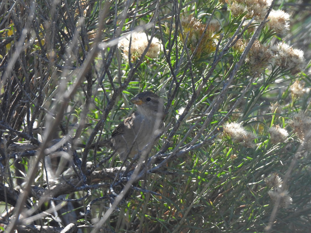 House Sparrow - ML641195746