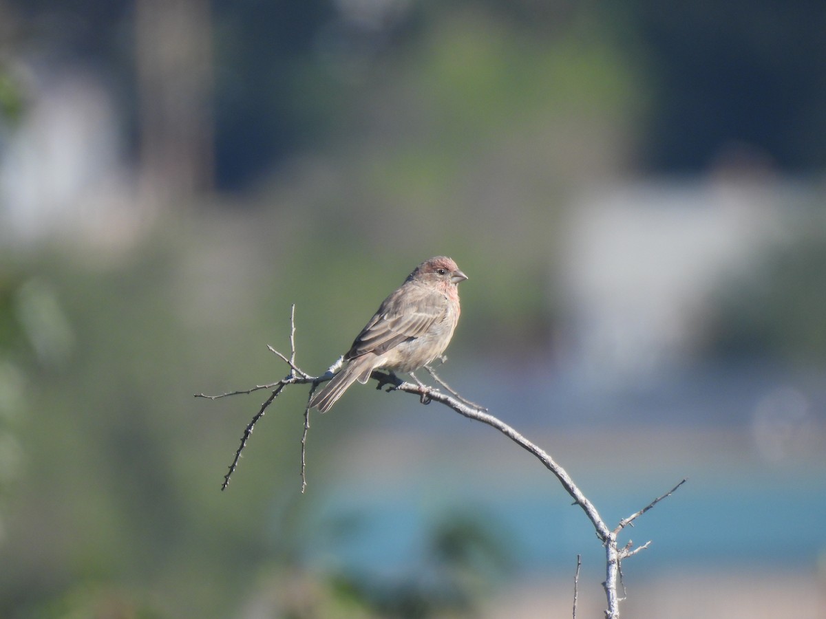 House Finch - ML641195766